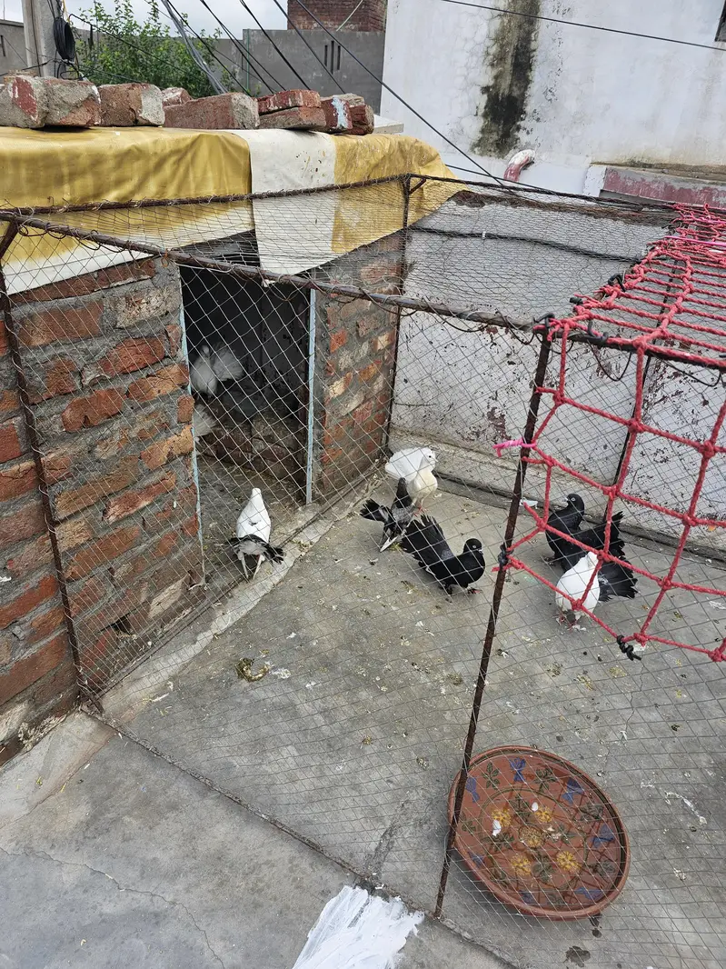 lakhy kabtoor homebreed  pigeons — photo 2