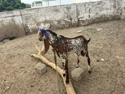 makha cheeni Bakra for sale