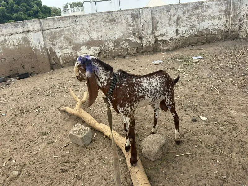 makha cheeni Bakra for sale