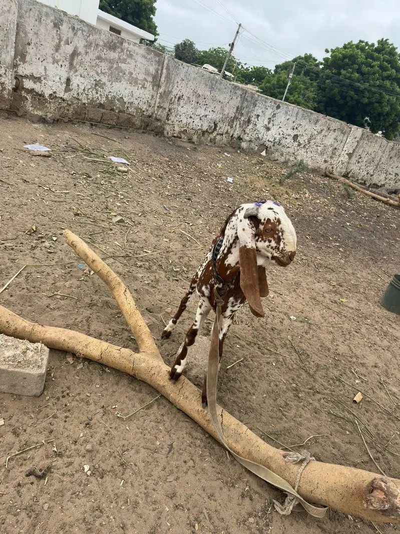 makha cheeni Bakra for sale — photo 2