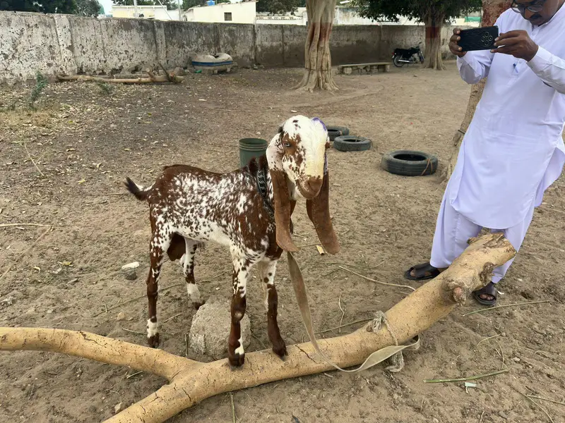 makha cheeni Bakra for sale — photo 3