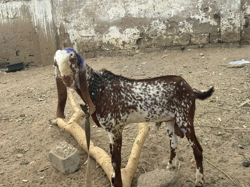 makha cheeni Bakra for sale — photo 4