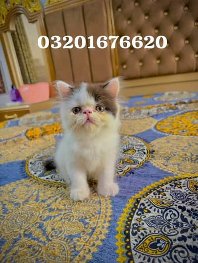 Pure persian CFA bloodline