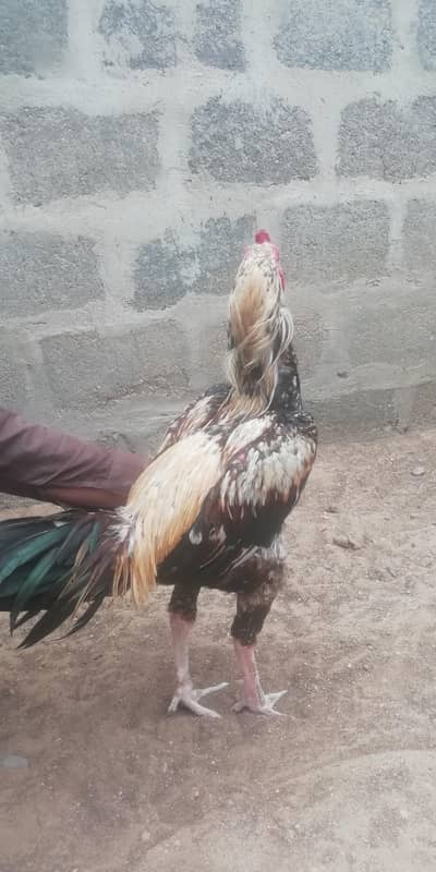 aseel murga for sale