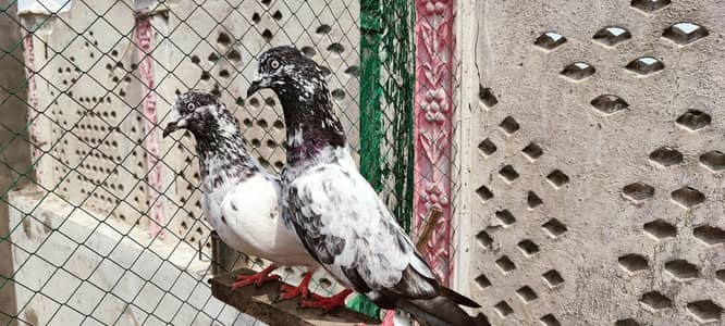 Original Pipplan Wala Pair