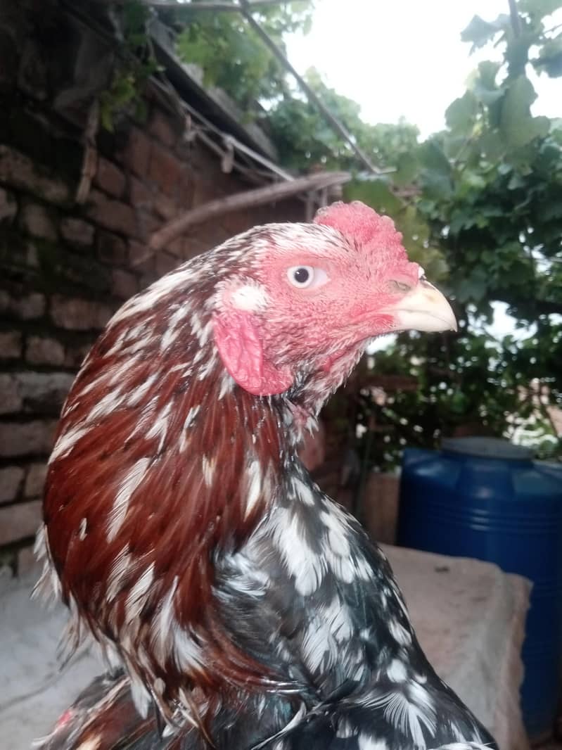 cheena murga 2