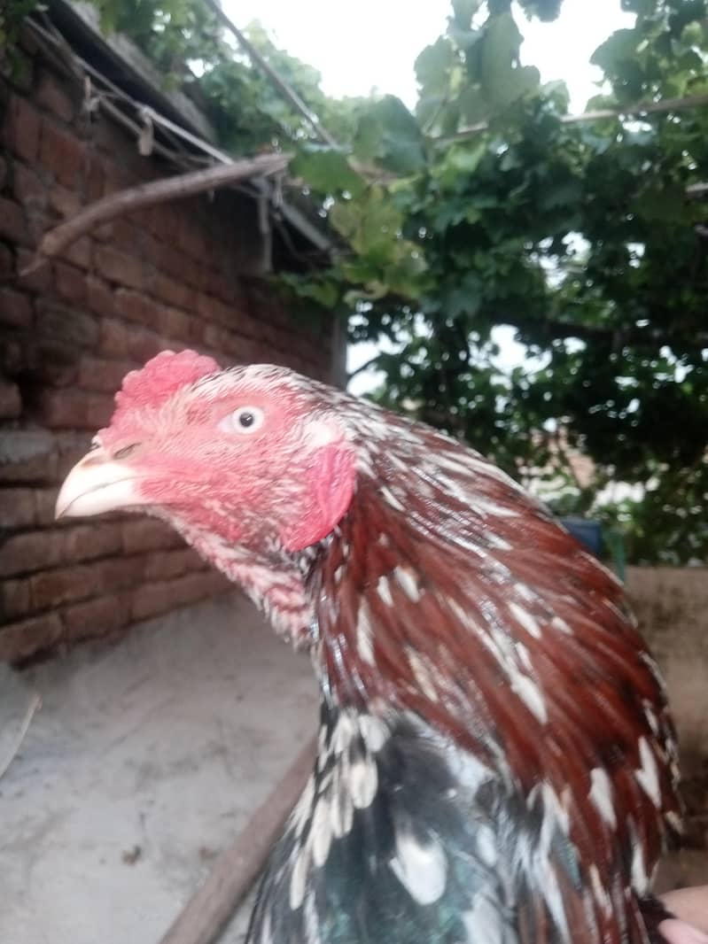 cheena murga 3