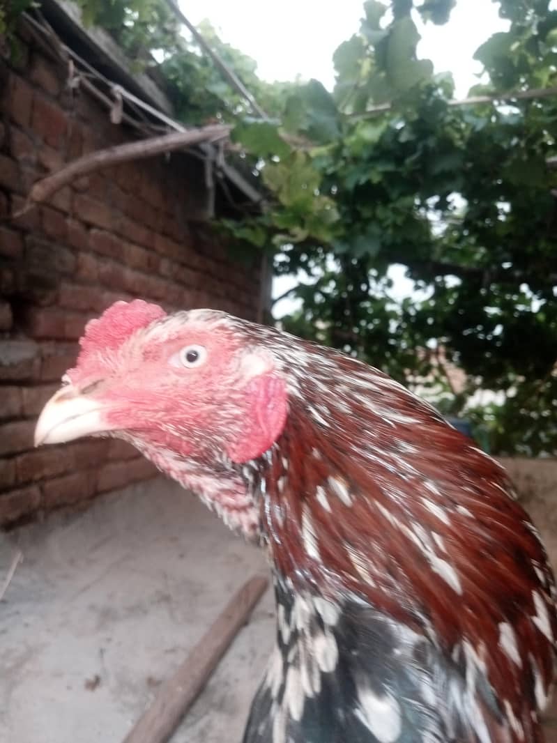 cheena murga 4