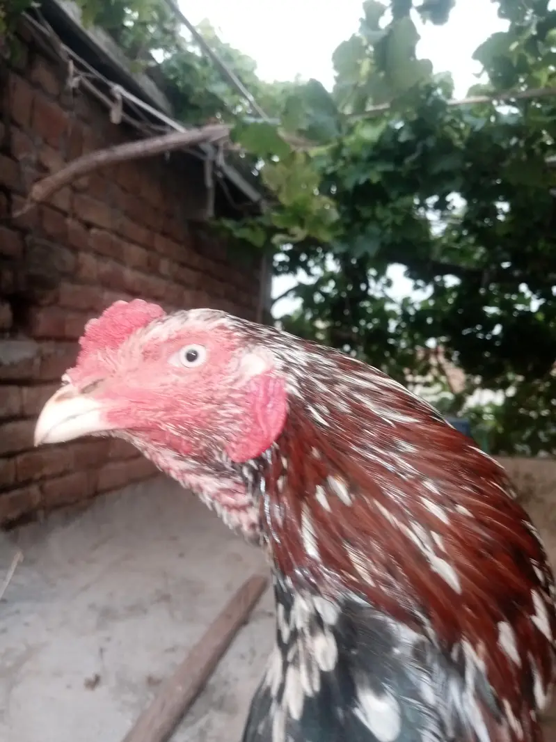 cheena murga — photo 5