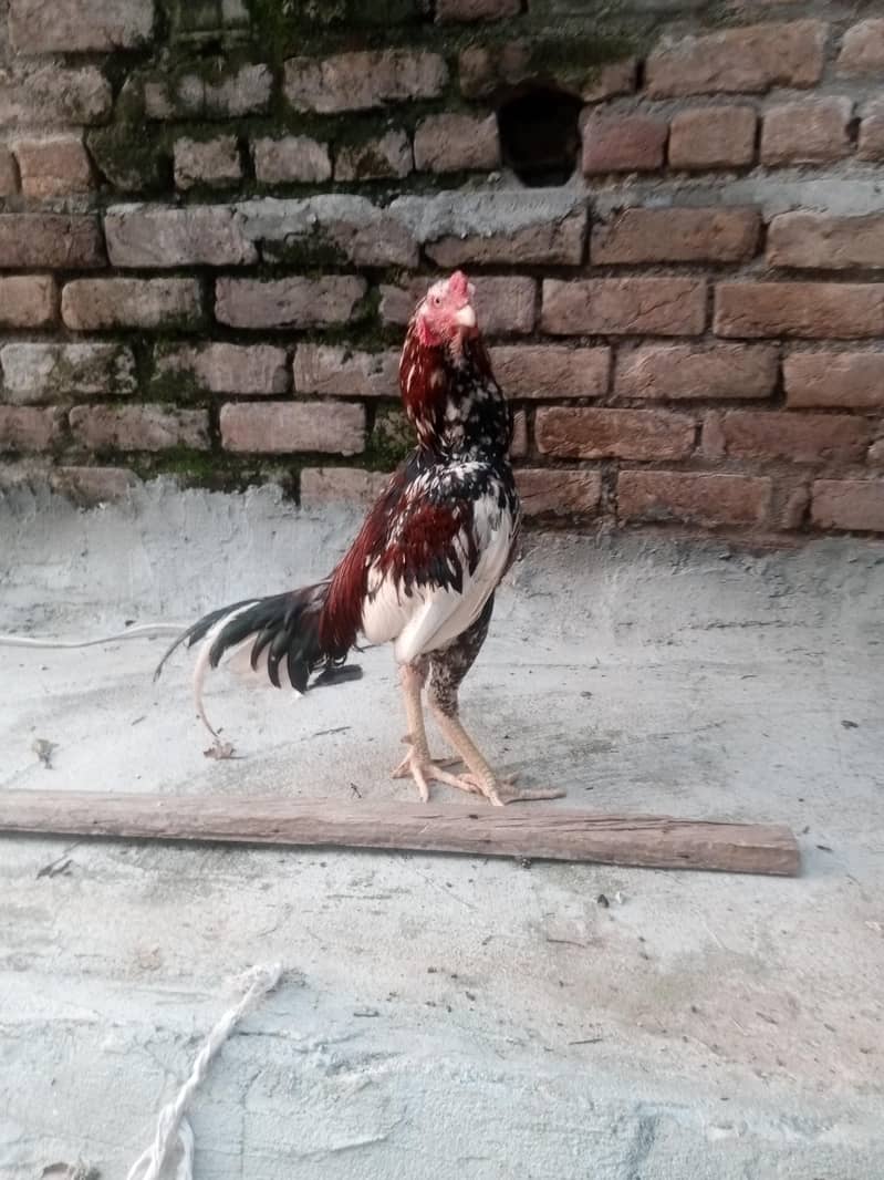 cheena murga 5