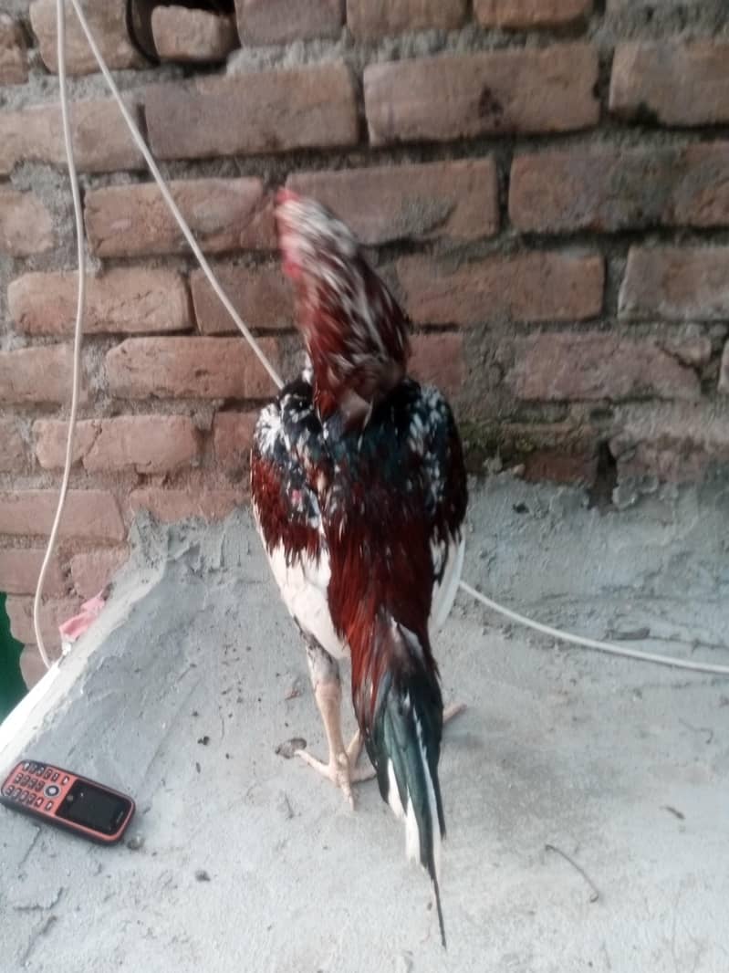cheena murga 6
