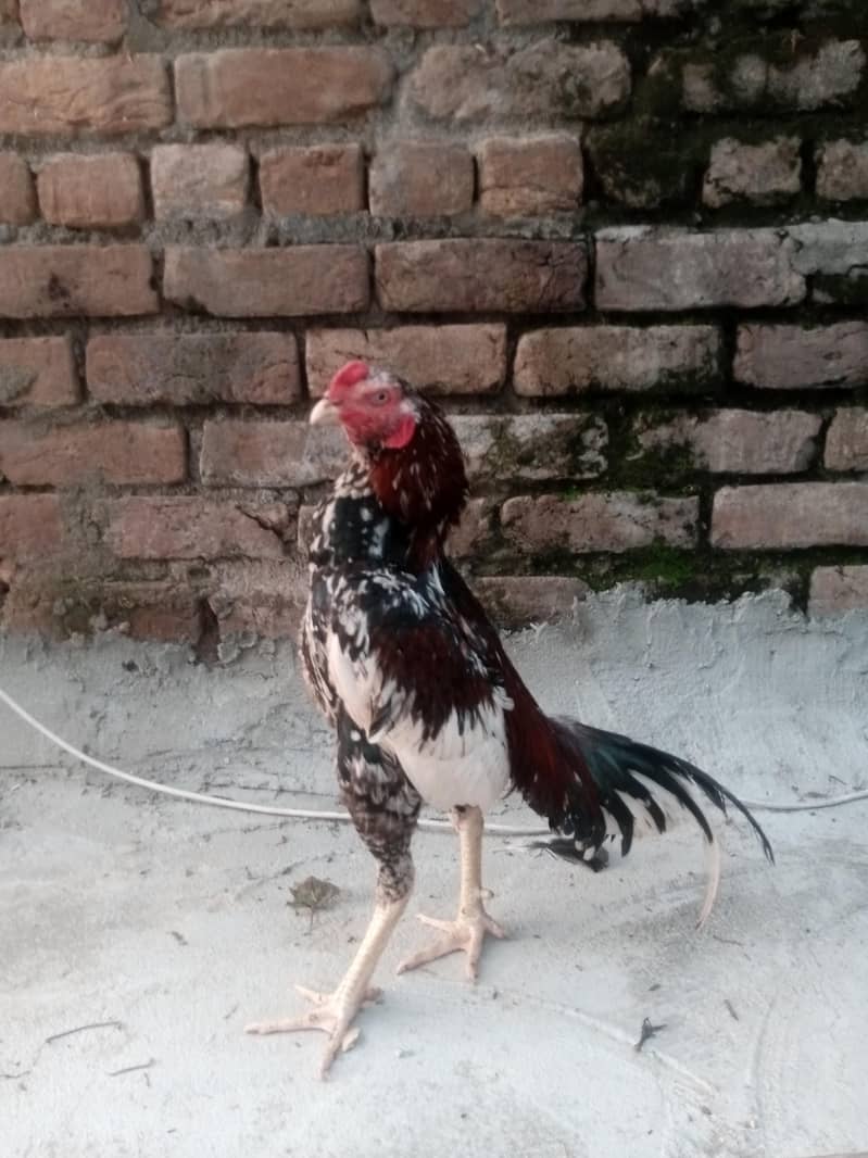 cheena murga 7