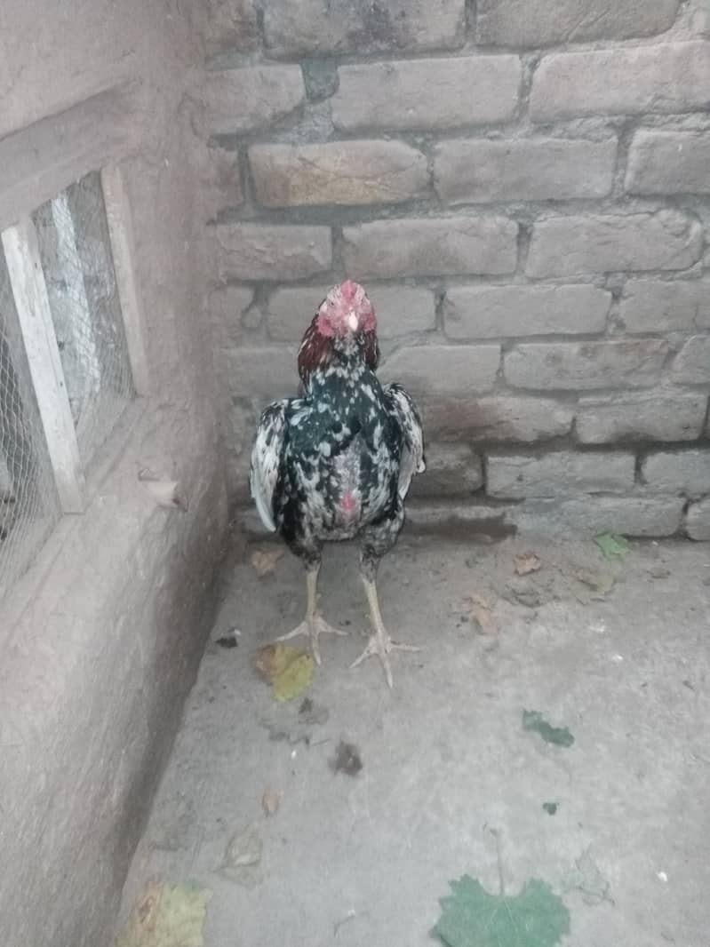 cheena murga 8
