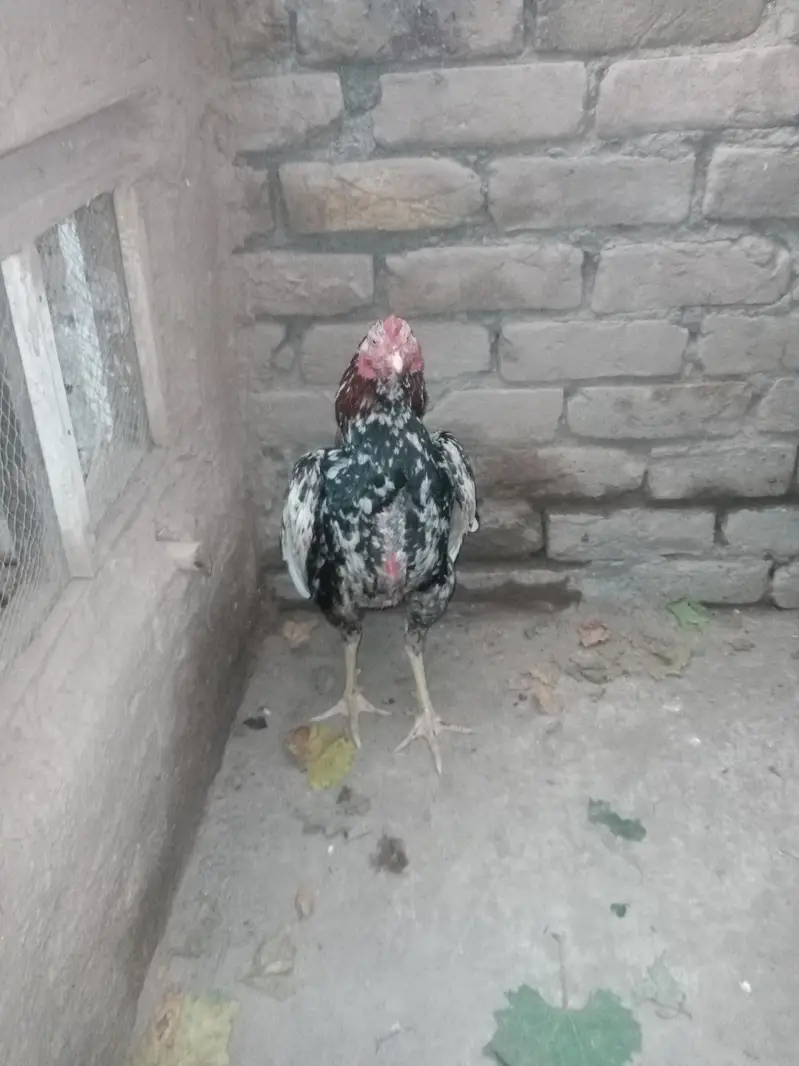cheena murga — photo 9