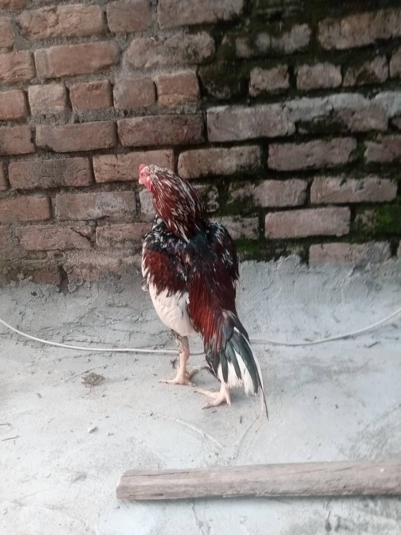 cheena murga 9