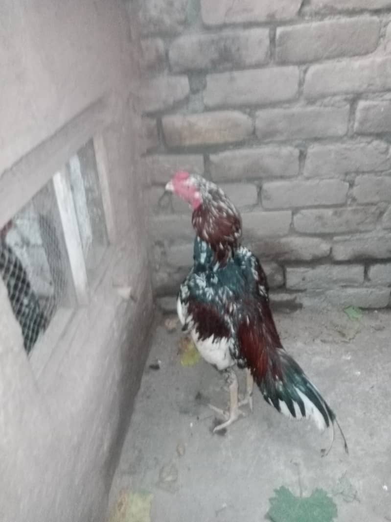 cheena murga 10
