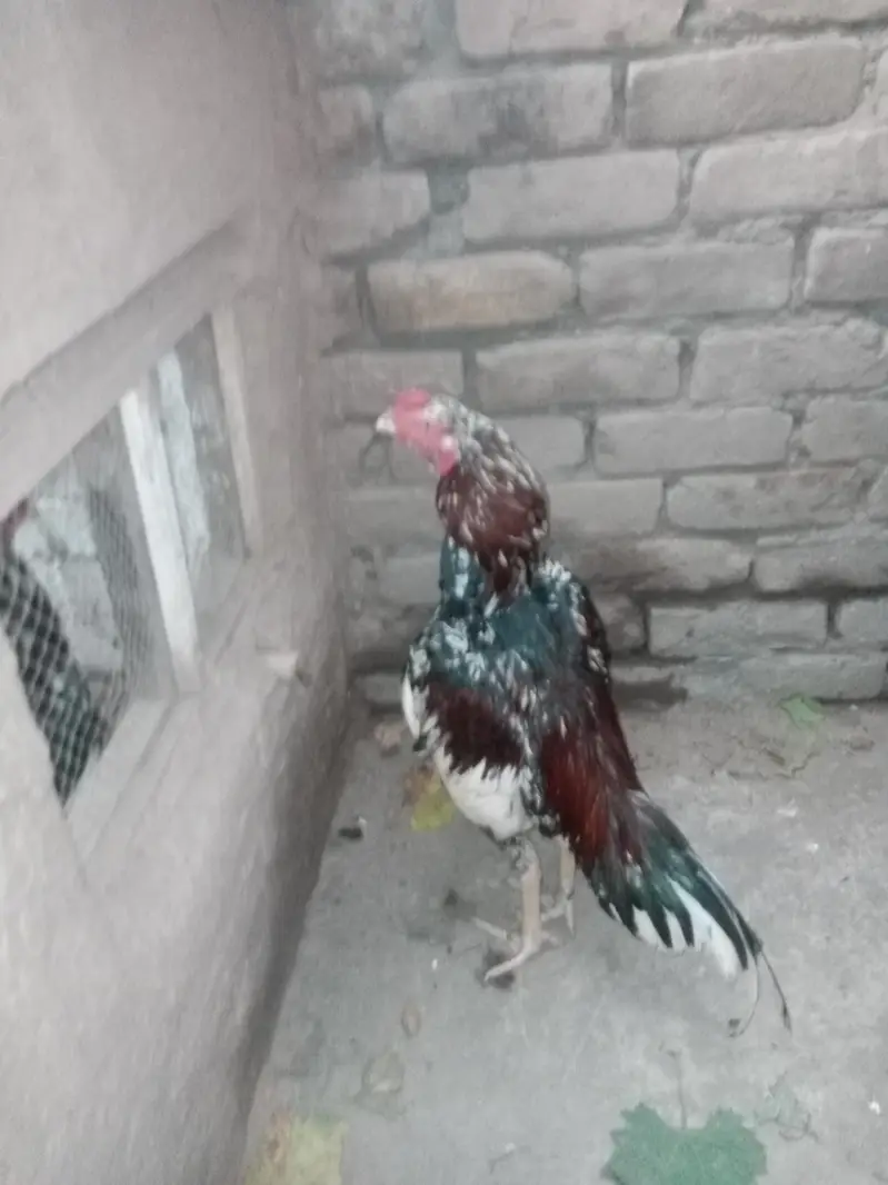 cheena murga — photo 11