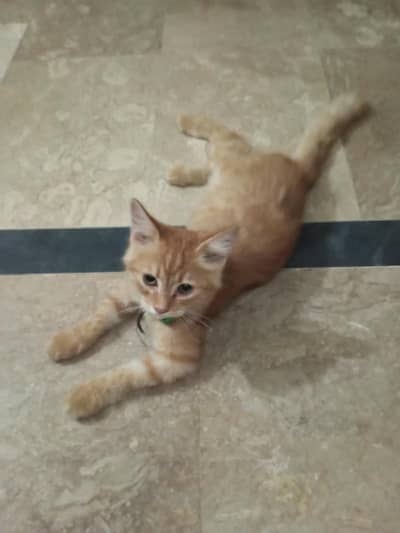 Turkish cat available
