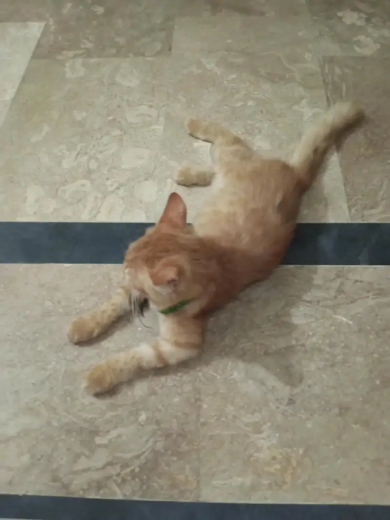 Turkish cat available — photo 2