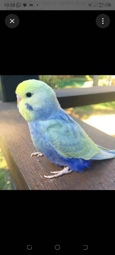 budgies all setup sale