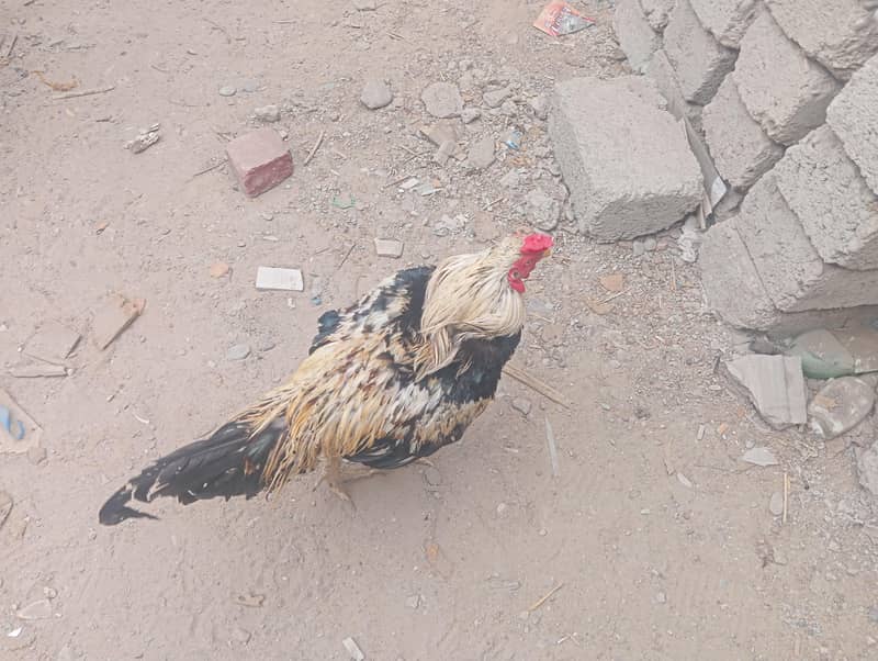 full aseel java murga 1