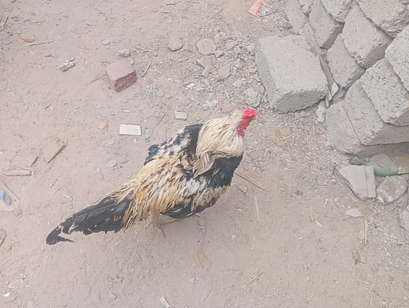 full aseel java murga — photo 2