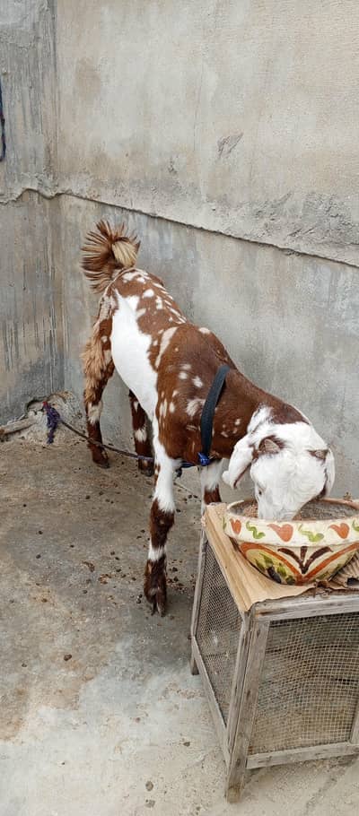pure totta puri bakra