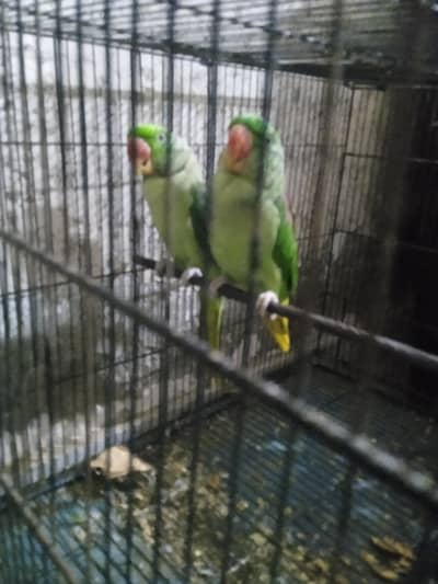 Talking Raw Parrots pair