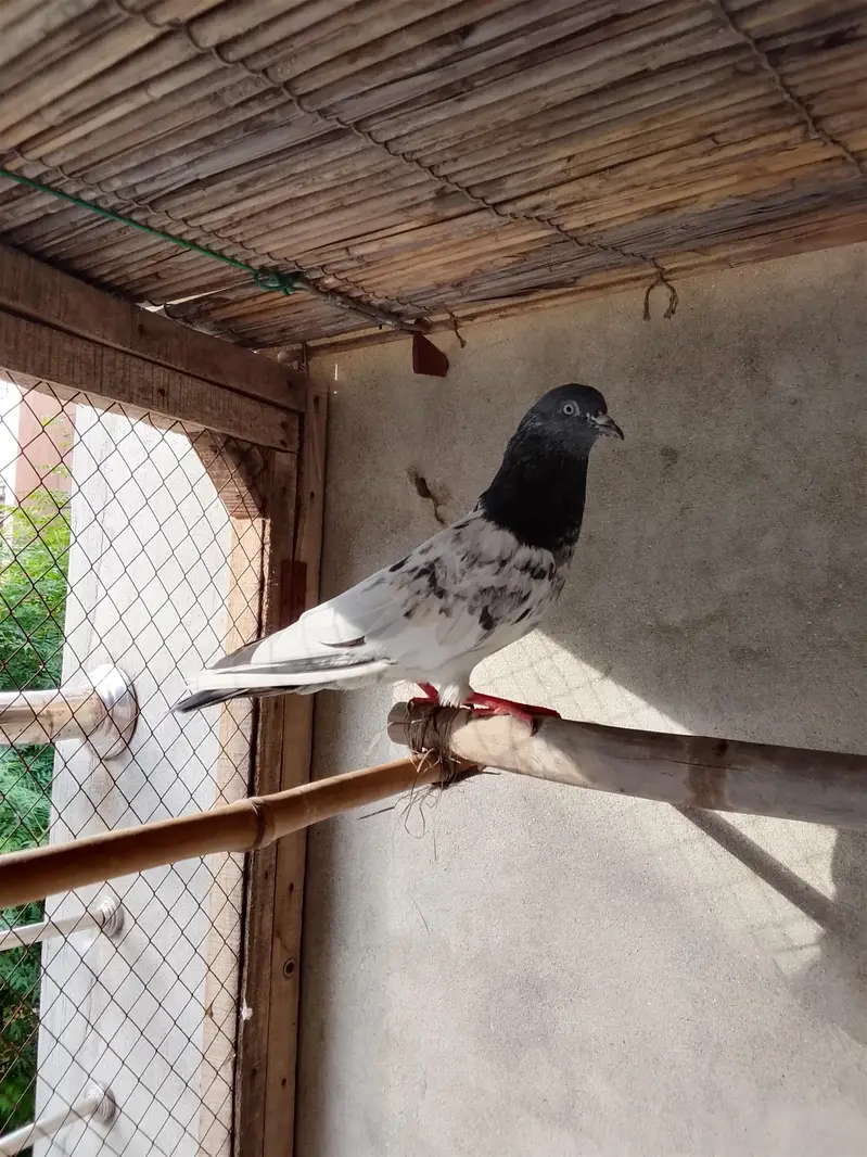 ماشاء بہت اعلی نسل کا جوڑا ہے — photo 3