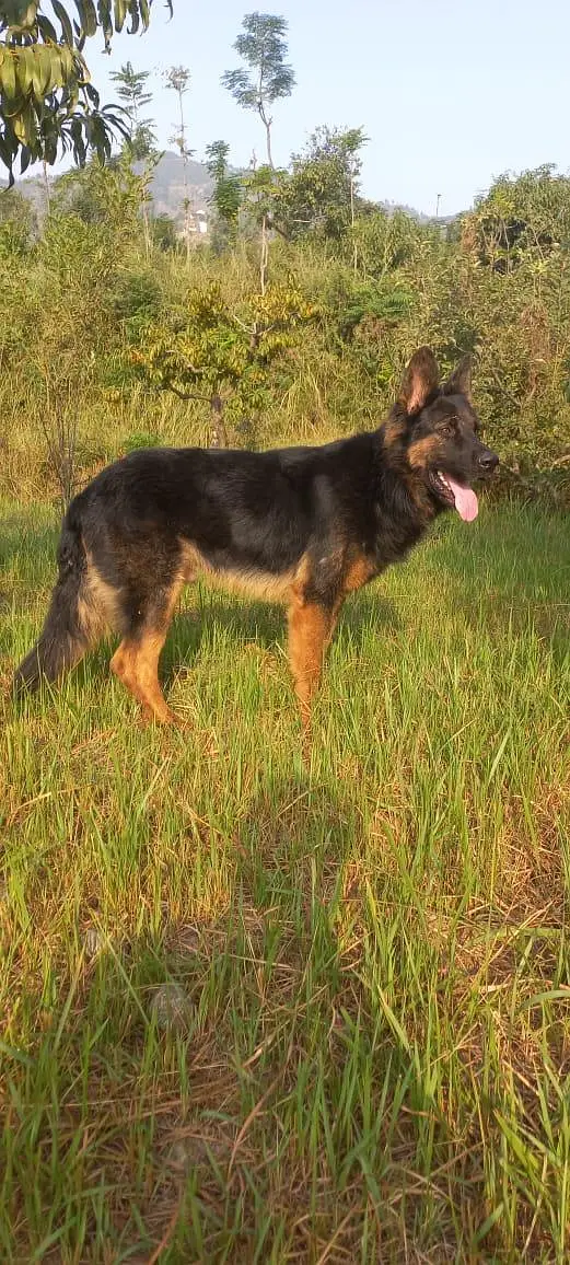 Belgium cross German shepherd — photo 5