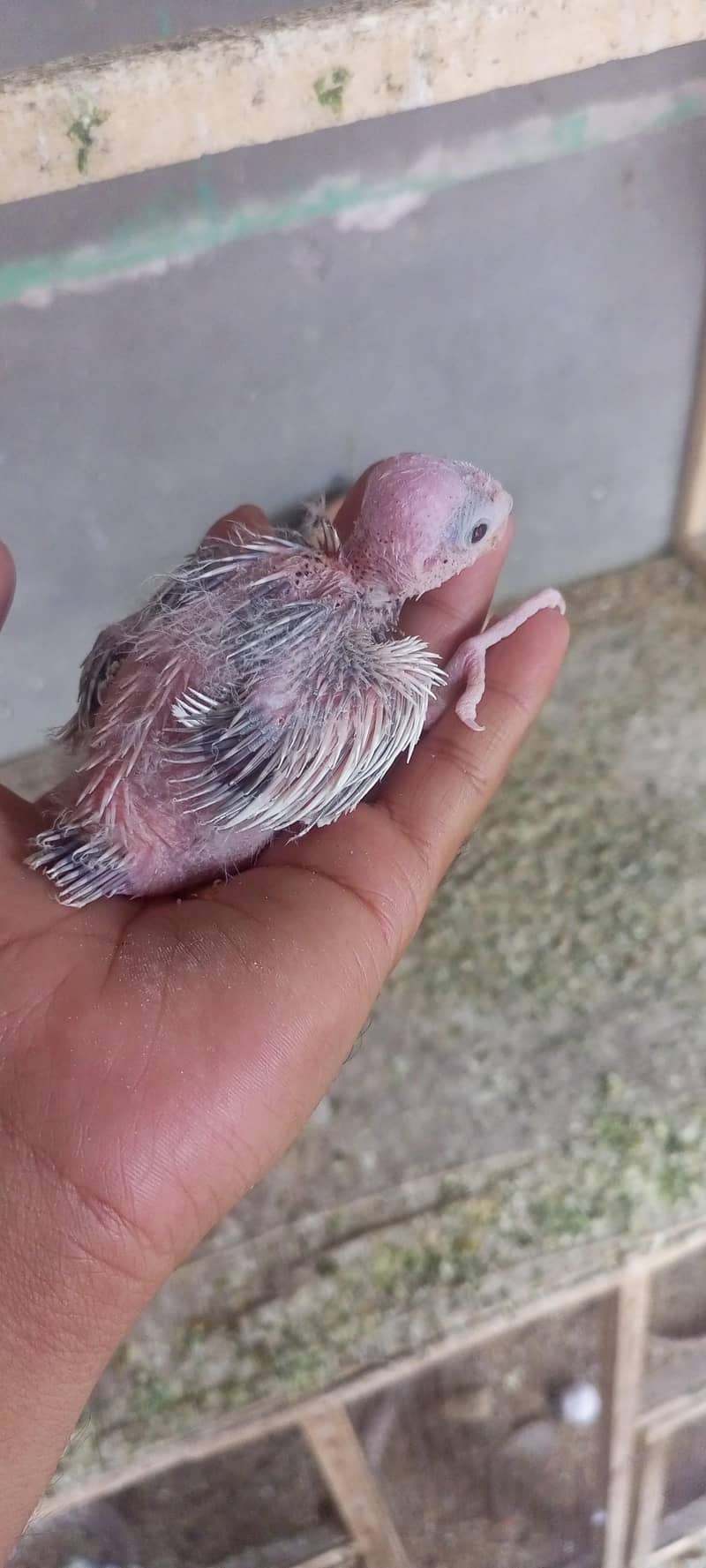 cocktail chicks 0