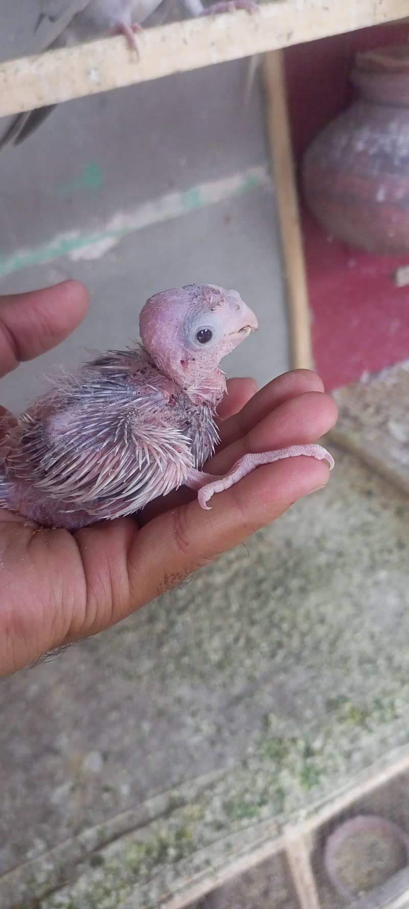 cocktail chicks 1