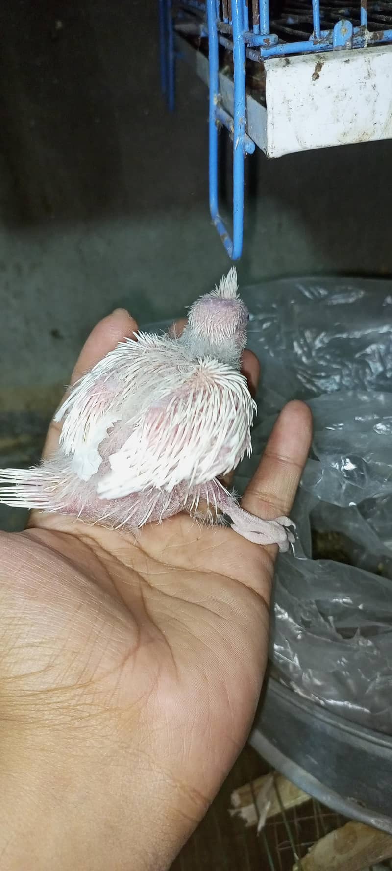 cocktail chicks 2