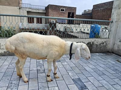 sheep