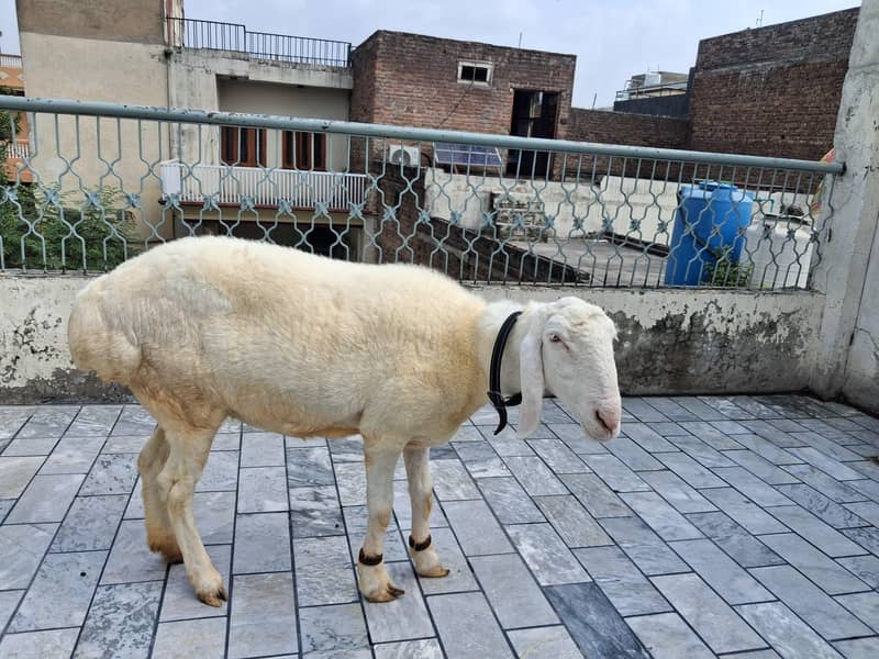 sheep 1