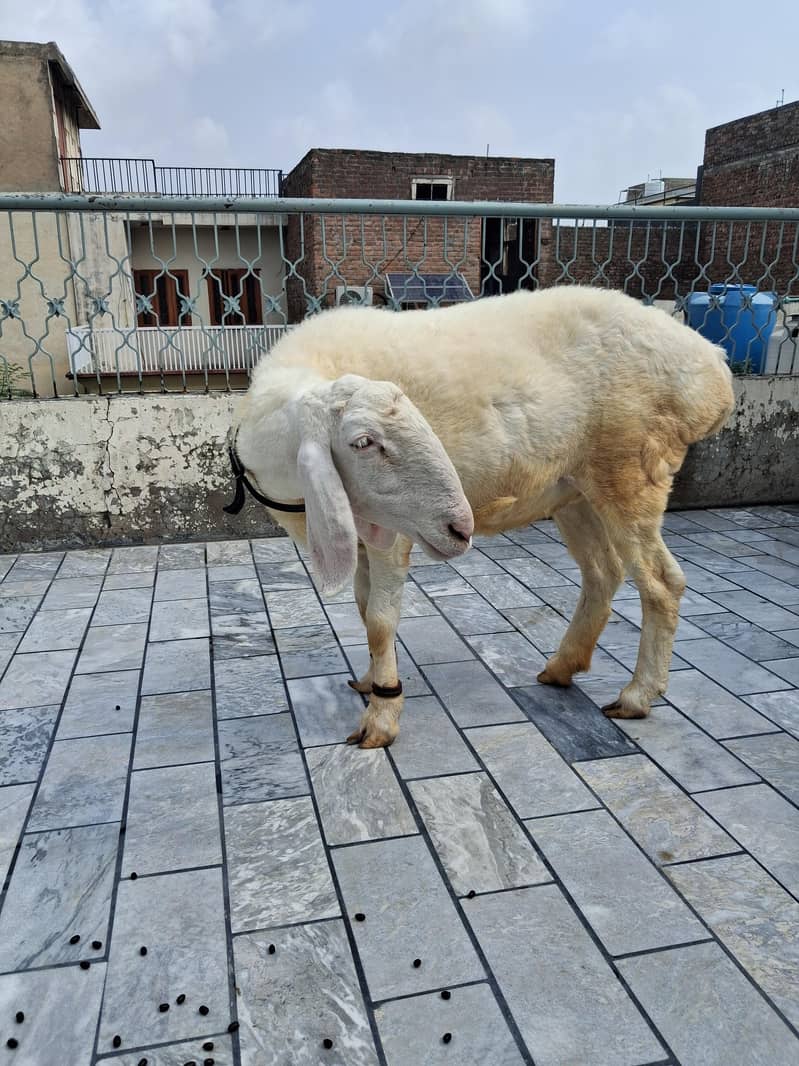 sheep 2
