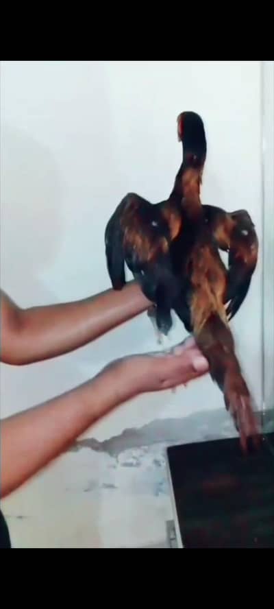 Thai patha long hight quwalti walla bird