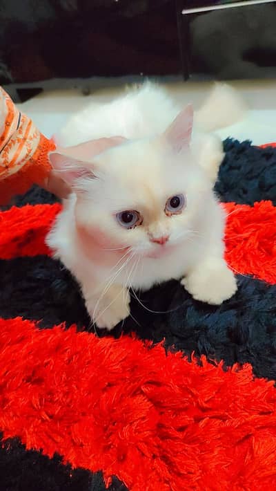 Male Triple coat Persian cat doll face