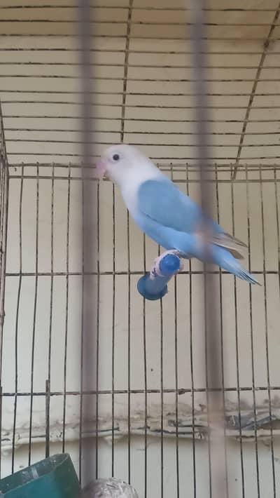 palefallow