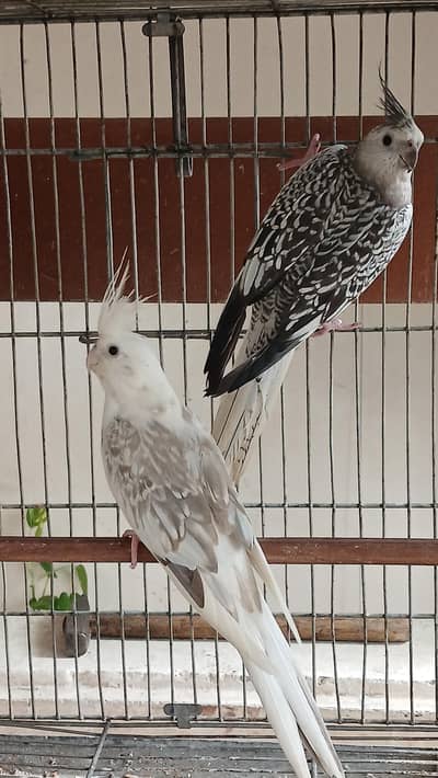 Pied Pearl Breeder Pair