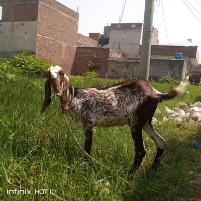 03000468256 .  . دوندی مکھی چینی خوبصورت  پٹھ ا ارجنٹ سیل
