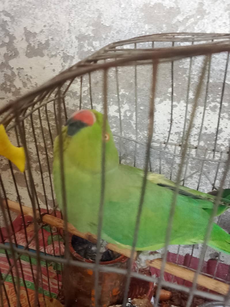 parrot 0