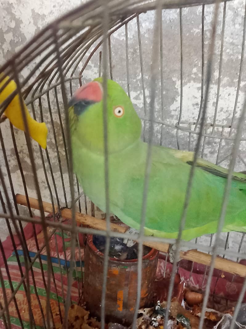 parrot 1