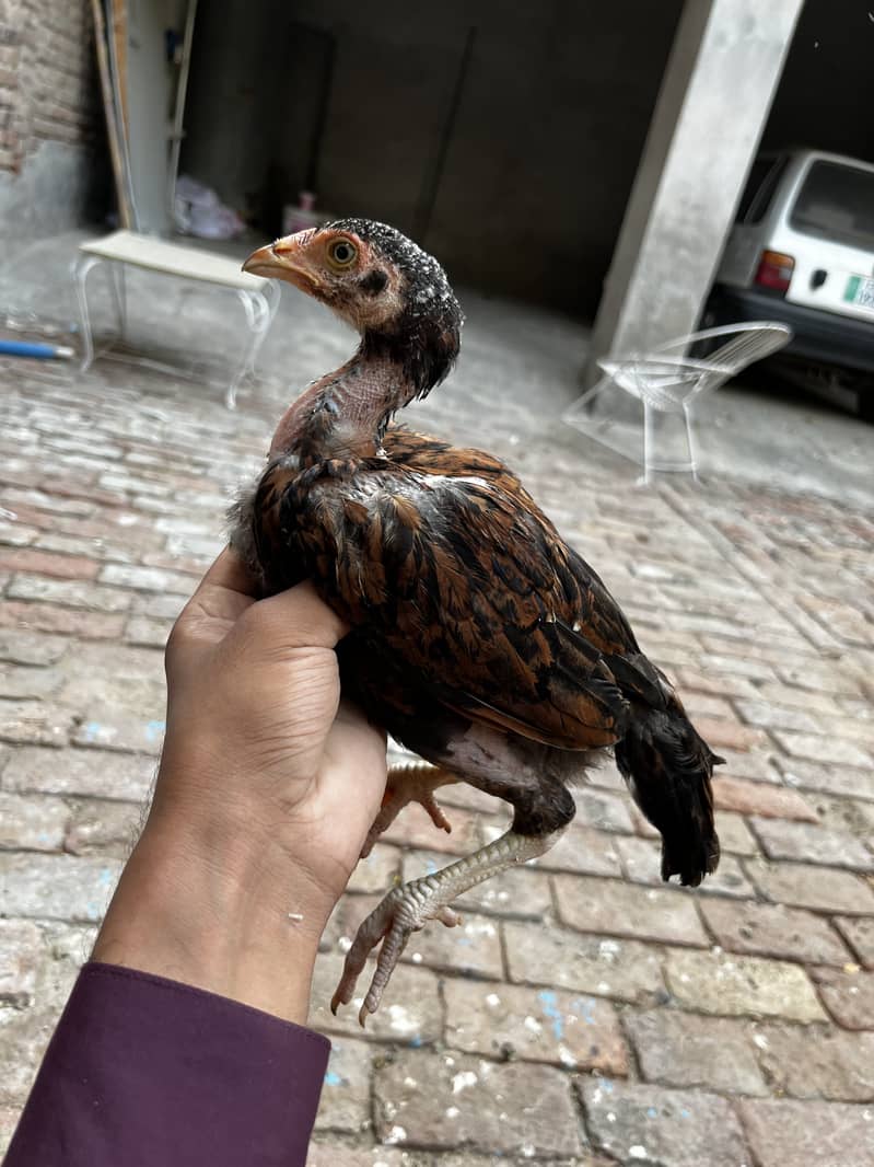 Aseel chicks 1