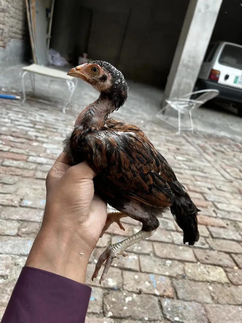 Aseel chicks — photo 2