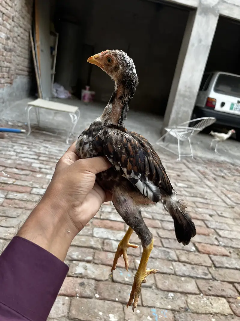 Aseel chicks — photo 3
