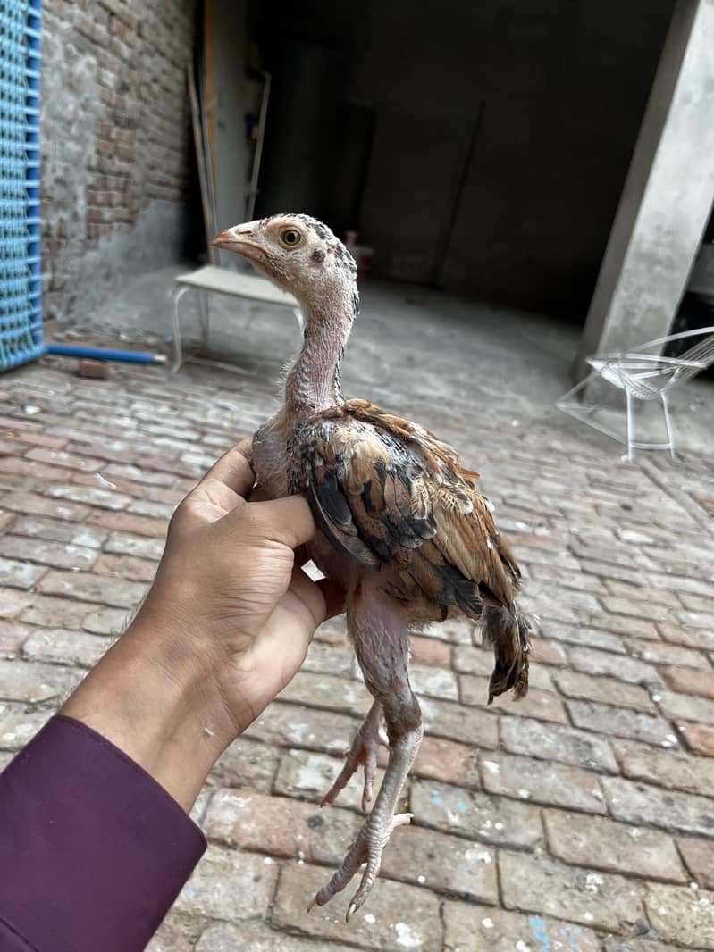Aseel chicks 4