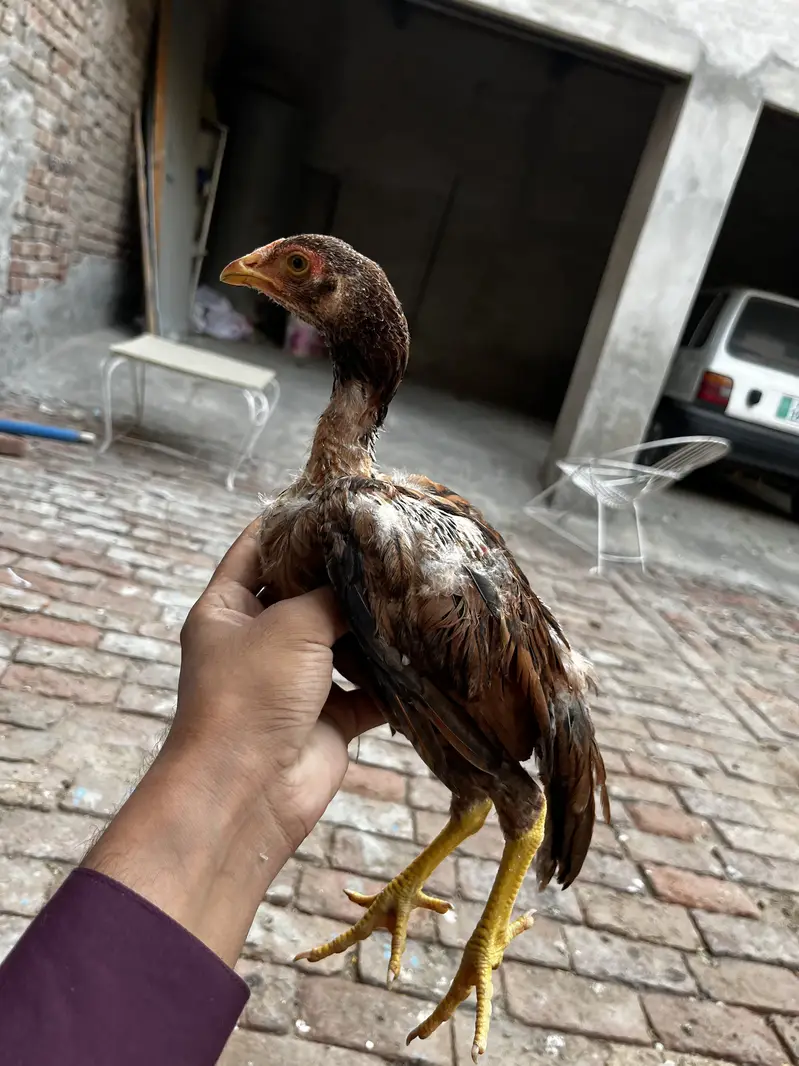 Aseel chicks — photo 6