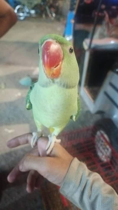 raw parrot