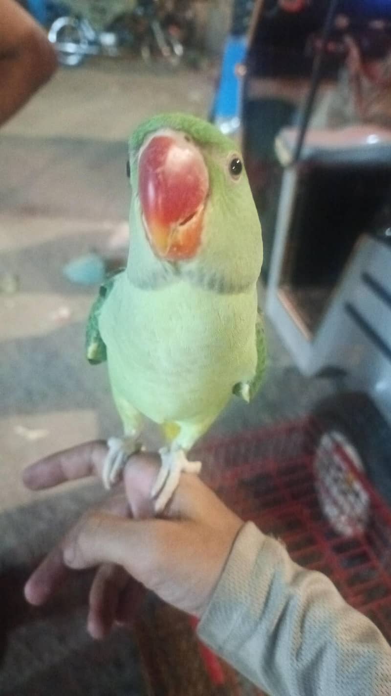 raw parrot 0